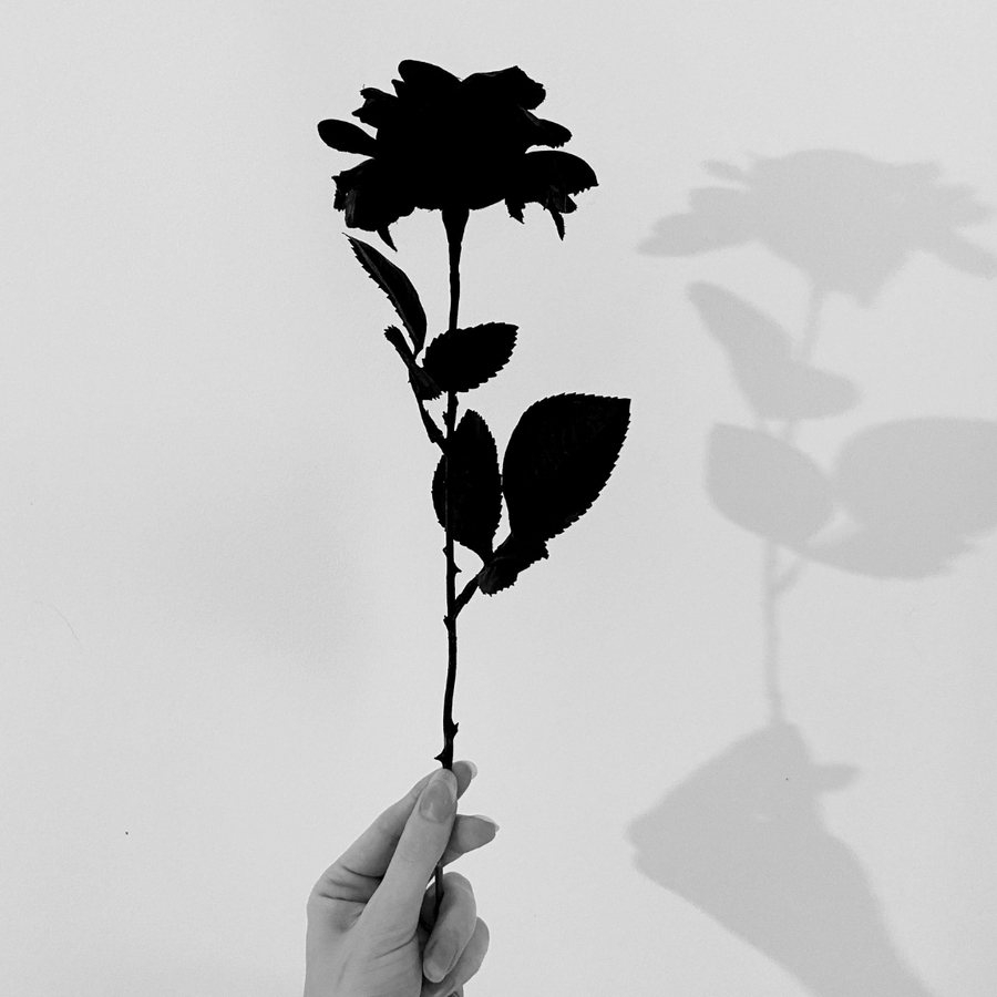 A hand holding a rose painted in Black 4.0, so flat it reads as its own shadow