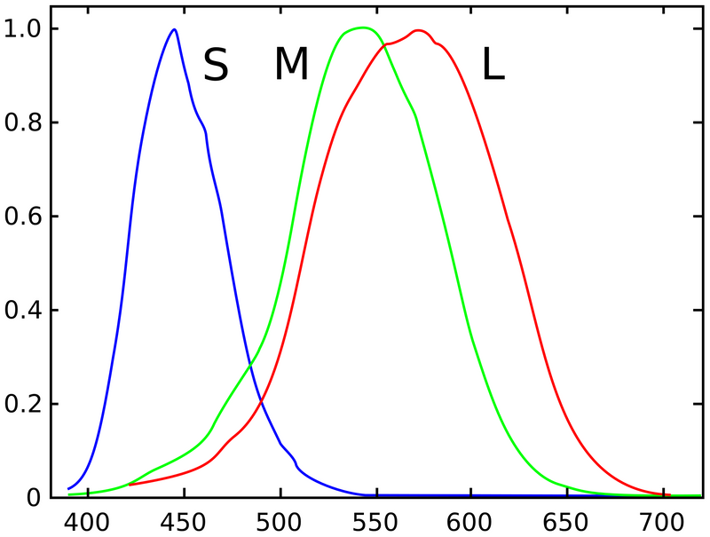 How the eye and brain make colour