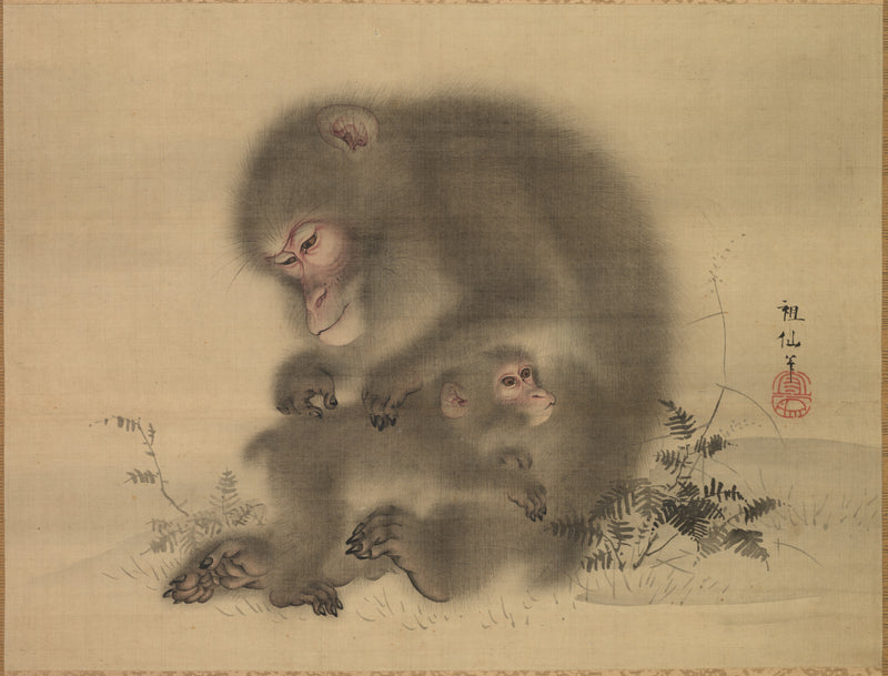 Why primates see in colour